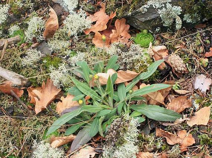 Pilosella kalksburgensis