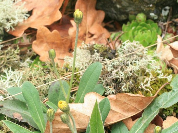 Hieracium kalksburgense