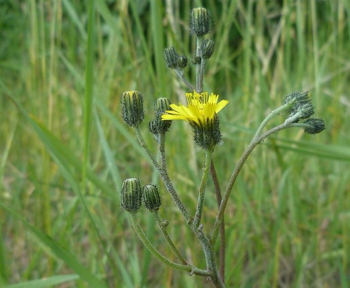 HIERACIUM LEPTOPHYTON Tausch – jestřábník lesostepní / chlpánik