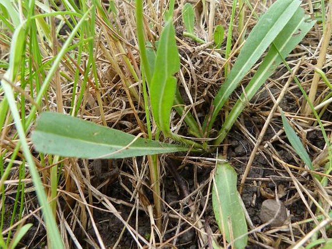 Hieracium leptophyton