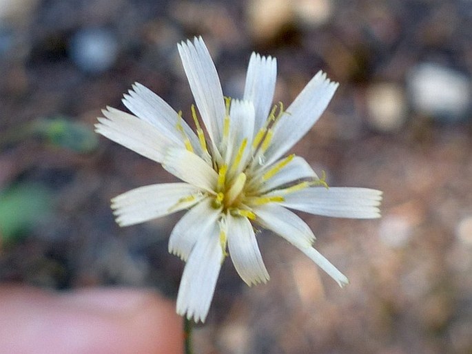 HIERACIUM ALBIFLORUM Hook. – jestřábník / chlpánik