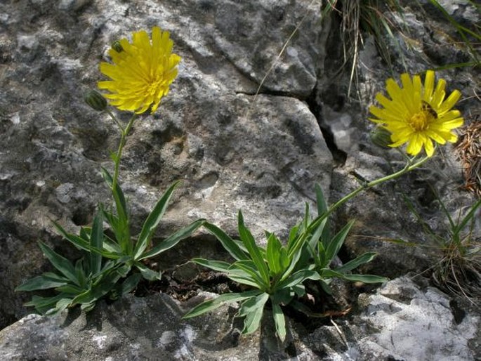 HIERACIUM BUPLEUROIDES C. C. Gmel. – jestřábník prorostlíkovitý / jastrabník prerastlíkovitý