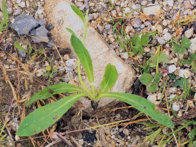 Pilosella stoloniflora