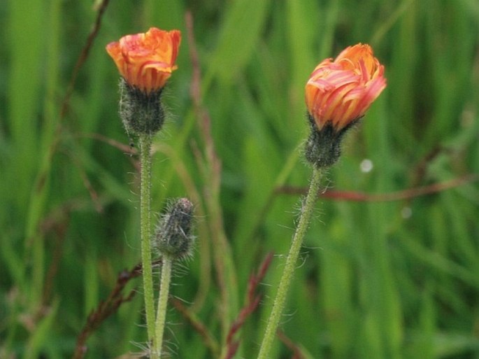 Pilosella stoloniflora