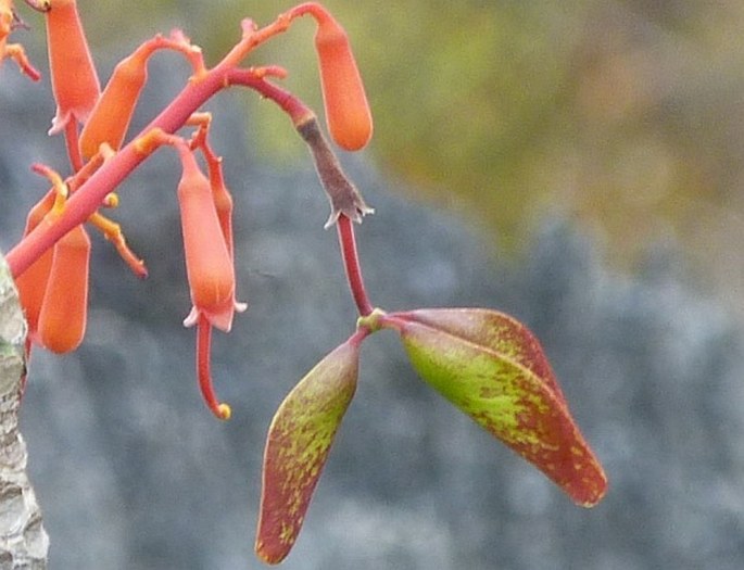 Hildegardia erythrosiphon