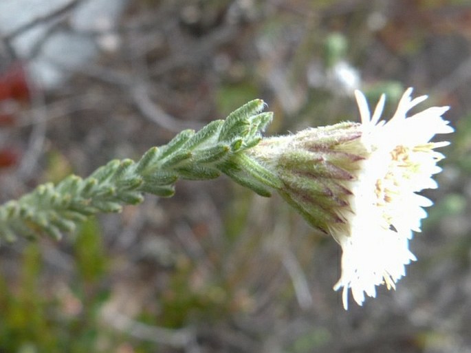 Hinterhubera imbricata