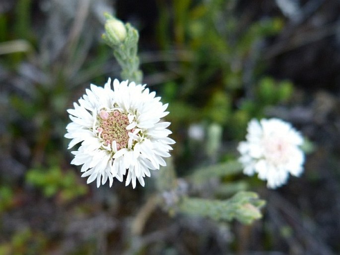 Hinterhubera imbricata