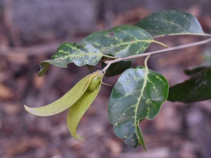 DIPTEROCARPACEAE Blume – dvojkřídláčovité