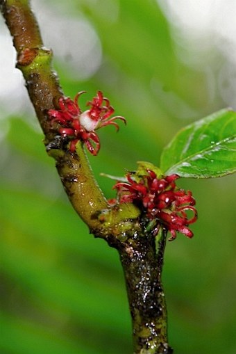 Hoffmannia congesta