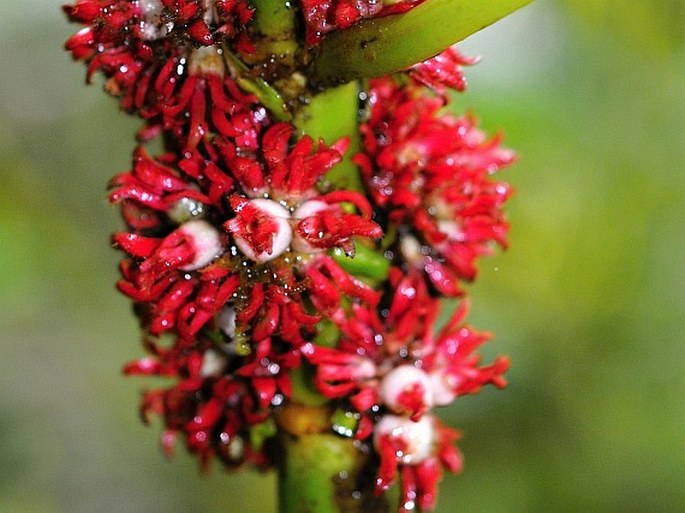 Hoffmannia congesta