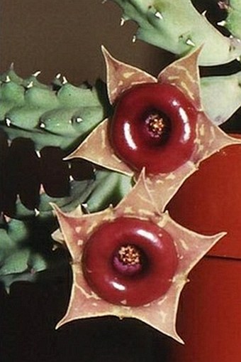 Huernia insigniflora