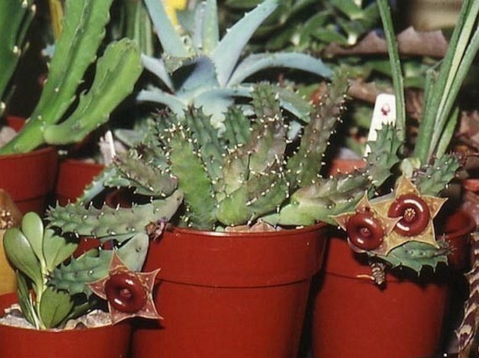 Huernia insigniflora