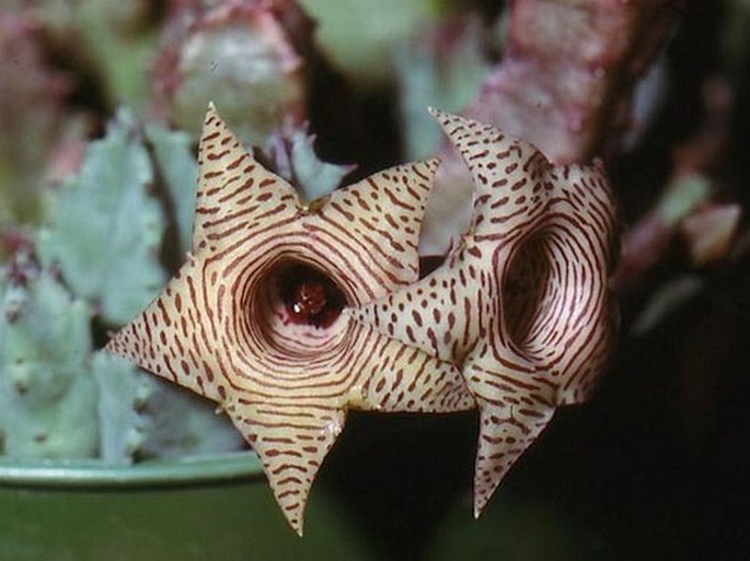 Huernia thuretii