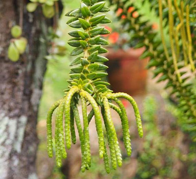 HUPERZIA PHYLLANTHA (Hook. et Arn.) Holub - vranec / chvostník