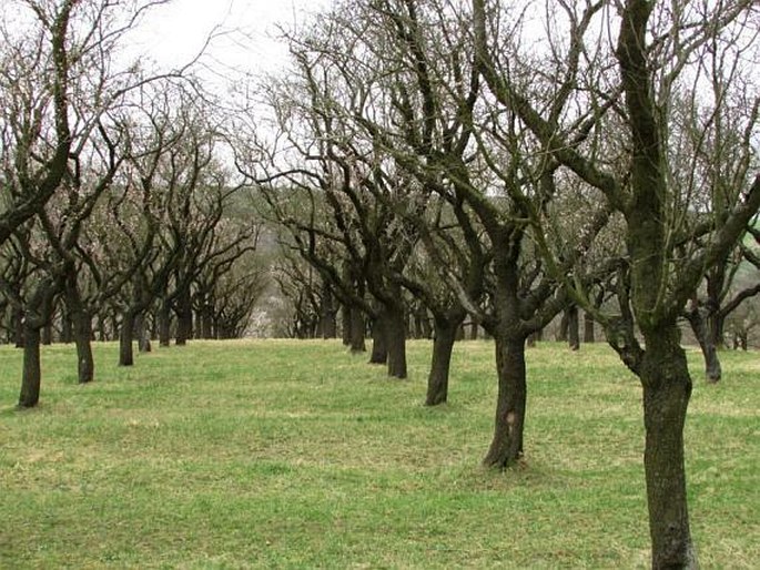 Hustopeče, Mandloňová naučná stezka