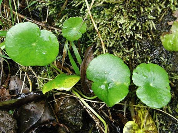 Hydrocotyle bonariensis