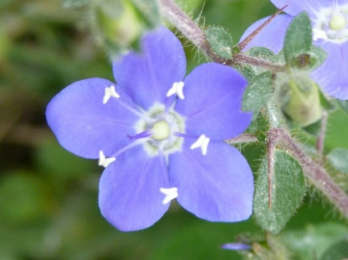 Hydrolea spinosa