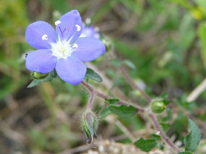 Hydrolea spinosa