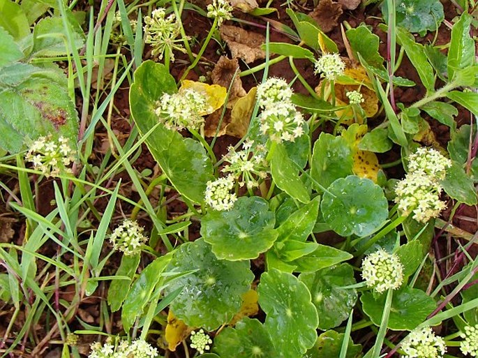 Hydrocotyle umbellata