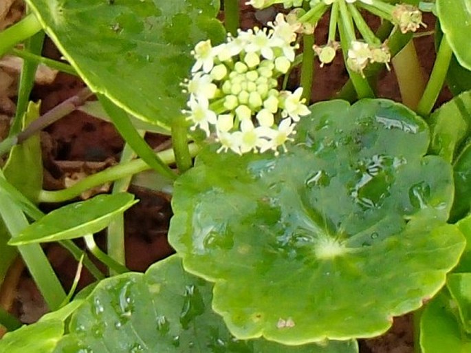 Hydrocotyle umbellata