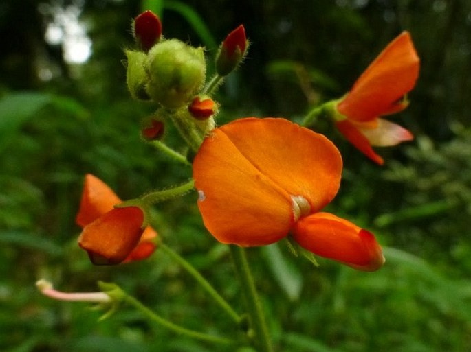 HYLODESMUM REPANDUM (Vahl) H. Ohashi et R. R. Mill