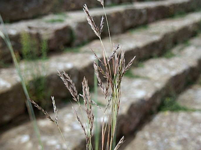 HYPARRHENIA HIRTA (L.) Stapf - vousatice chlupatá