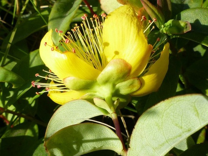 Hypericum calycinum