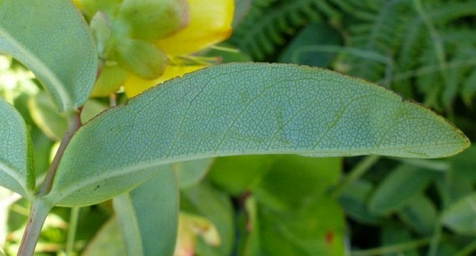 Hypericum calycinum