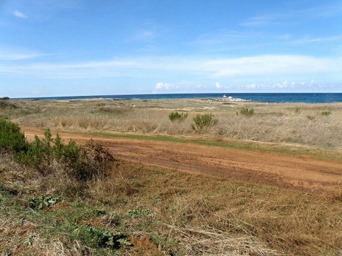 Hypericum triquetrifolium