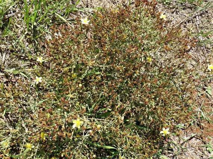 Hypericum triquetrifolium