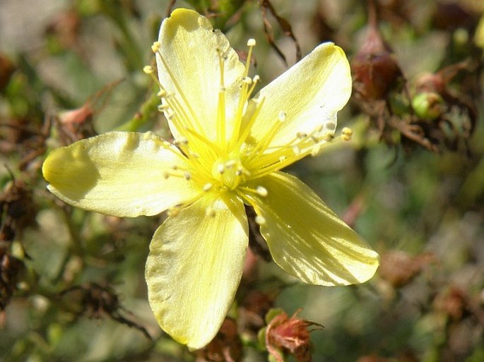 Hypericum triquetrifolium