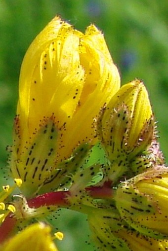 Hypericum perfoliatum