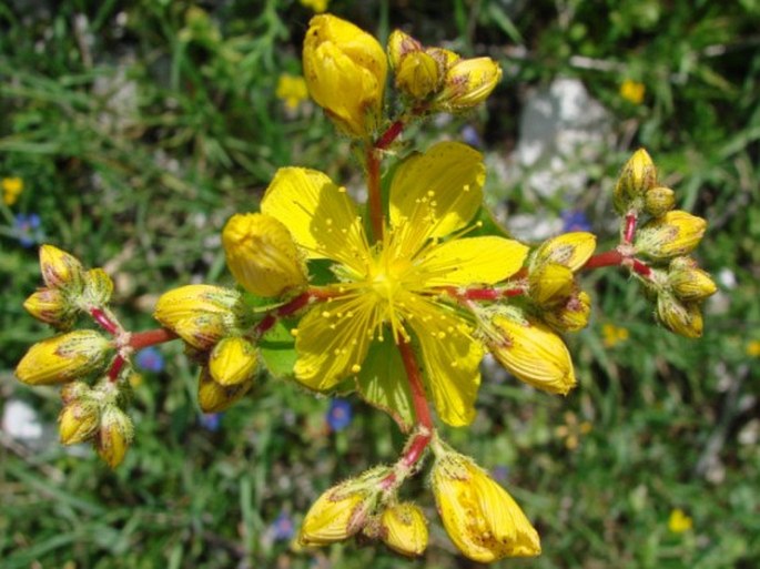 Hypericum perfoliatum