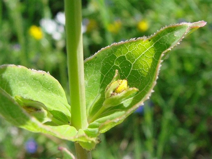 Hypericum perfoliatum