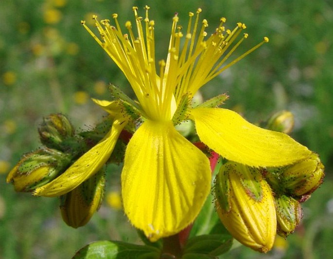 Hypericum perfoliatum