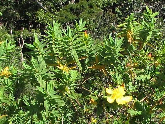 Hypericum mysorense