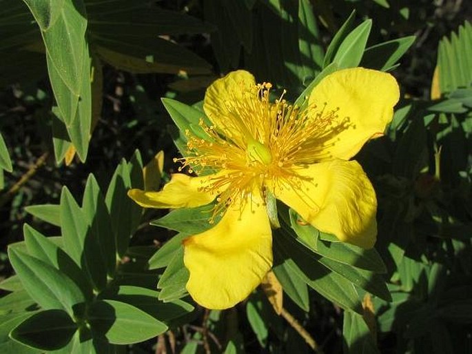 Hypericum mysorense