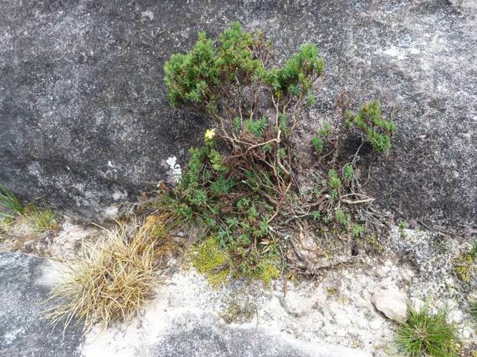 Hypericum roraimense