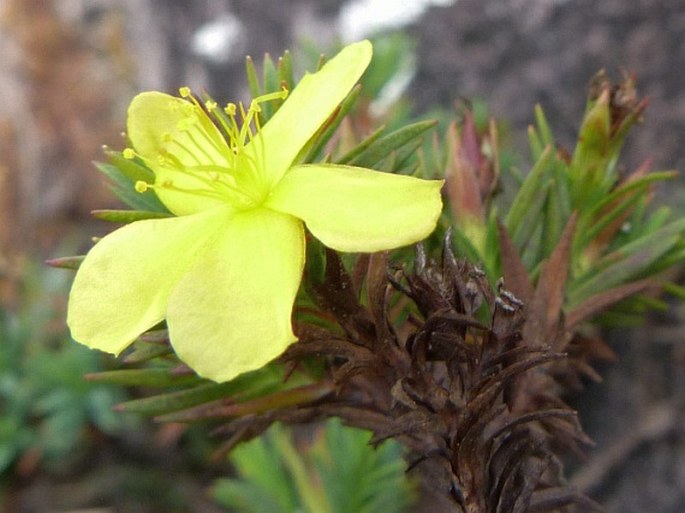 Hypericum roraimense