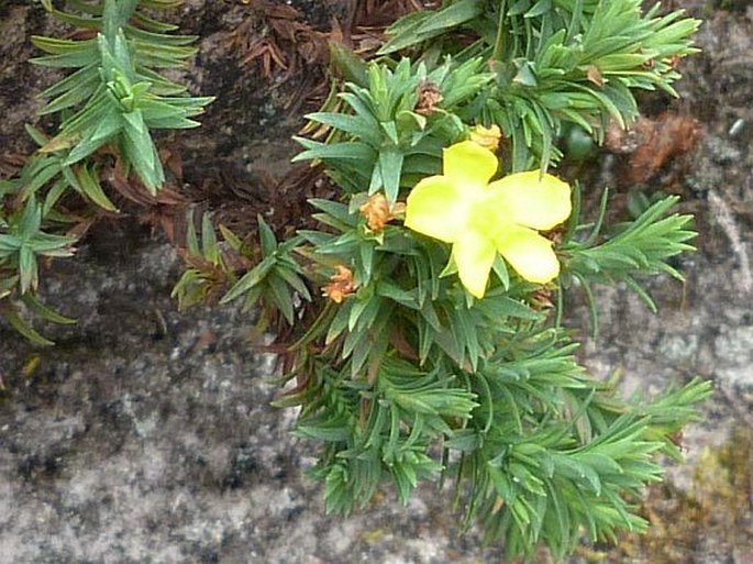 Hypericum roraimense