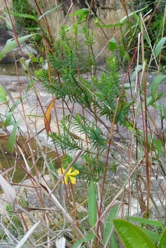 Hypericum terrae-firmae