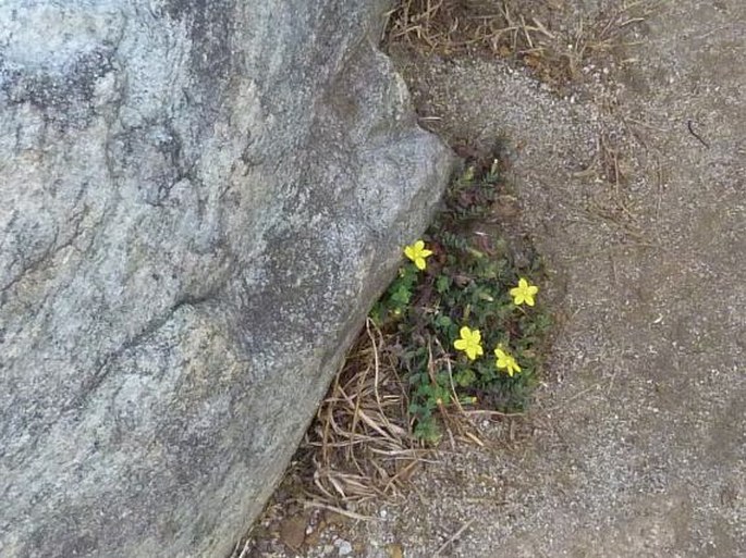 Hypericum wilmsii