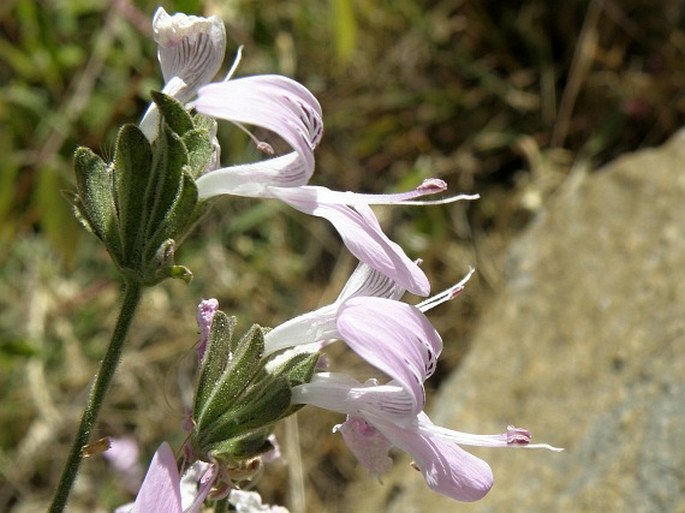 HYPOESTES TRIFLORA (Forssk.) Roem. et Schult.