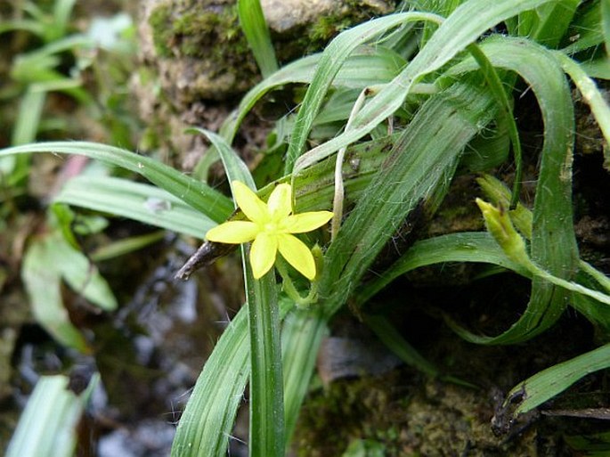 HYPOXIS DECUMBENS L. - tvrzeň