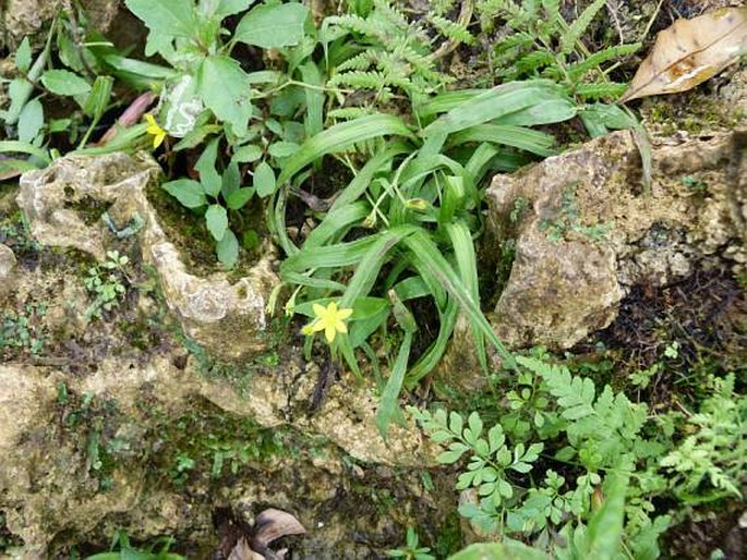 Hypoxis decumbens