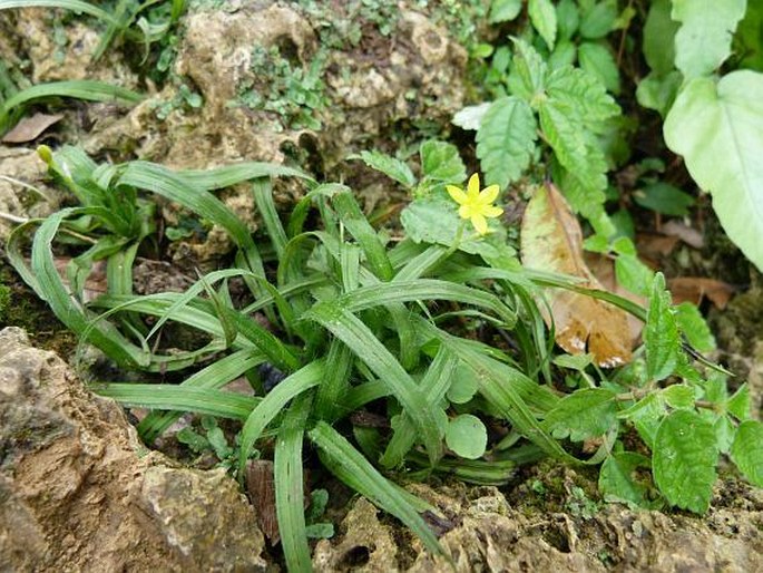 Hypoxis decumbens