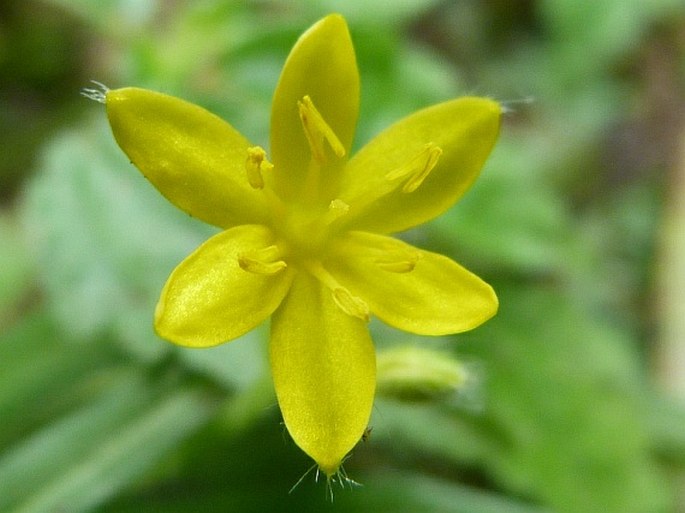 Hypoxis decumbens