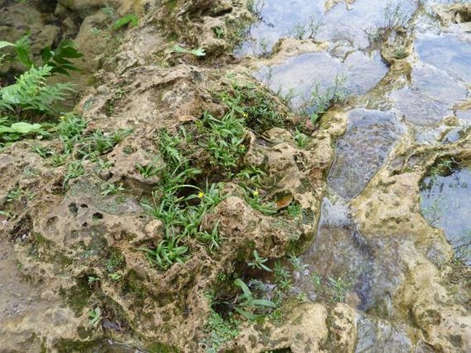 Hypoxis decumbens