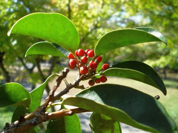 Ilex rotunda