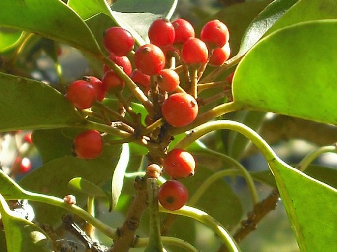 Ilex rotunda